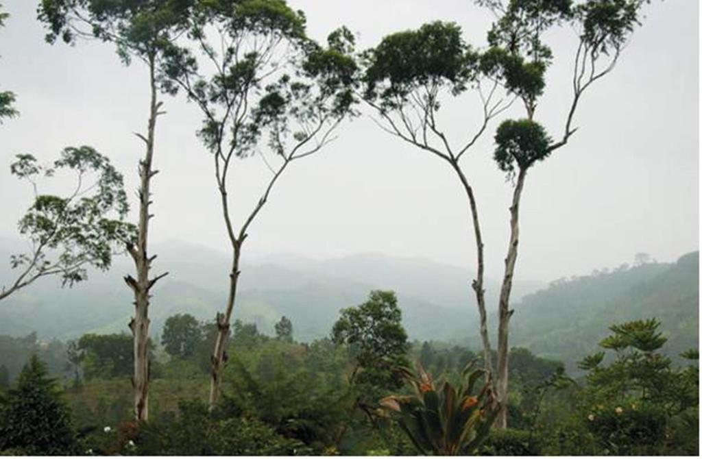 Hatale Tea Estate Bungalow Madulkele Bagian luar foto